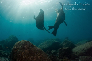 Two Male Sea Lion Playing at the Sun Rays, La Paz Mexico by Alejandro Topete 